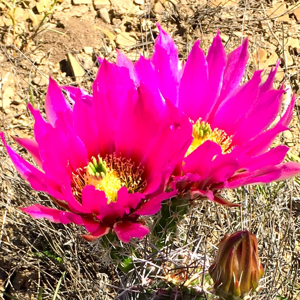 Meet your Posher, Robyn